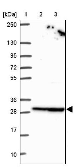 Western Blot: ZFR2 Antibody [NBP2-38766] - Lane 1: Marker [kDa] 250, 130, 95, 72, 55, 36, 28, 17, 10<br/>Lane 2: RT-4<br/>Lane 3: U-251 MG