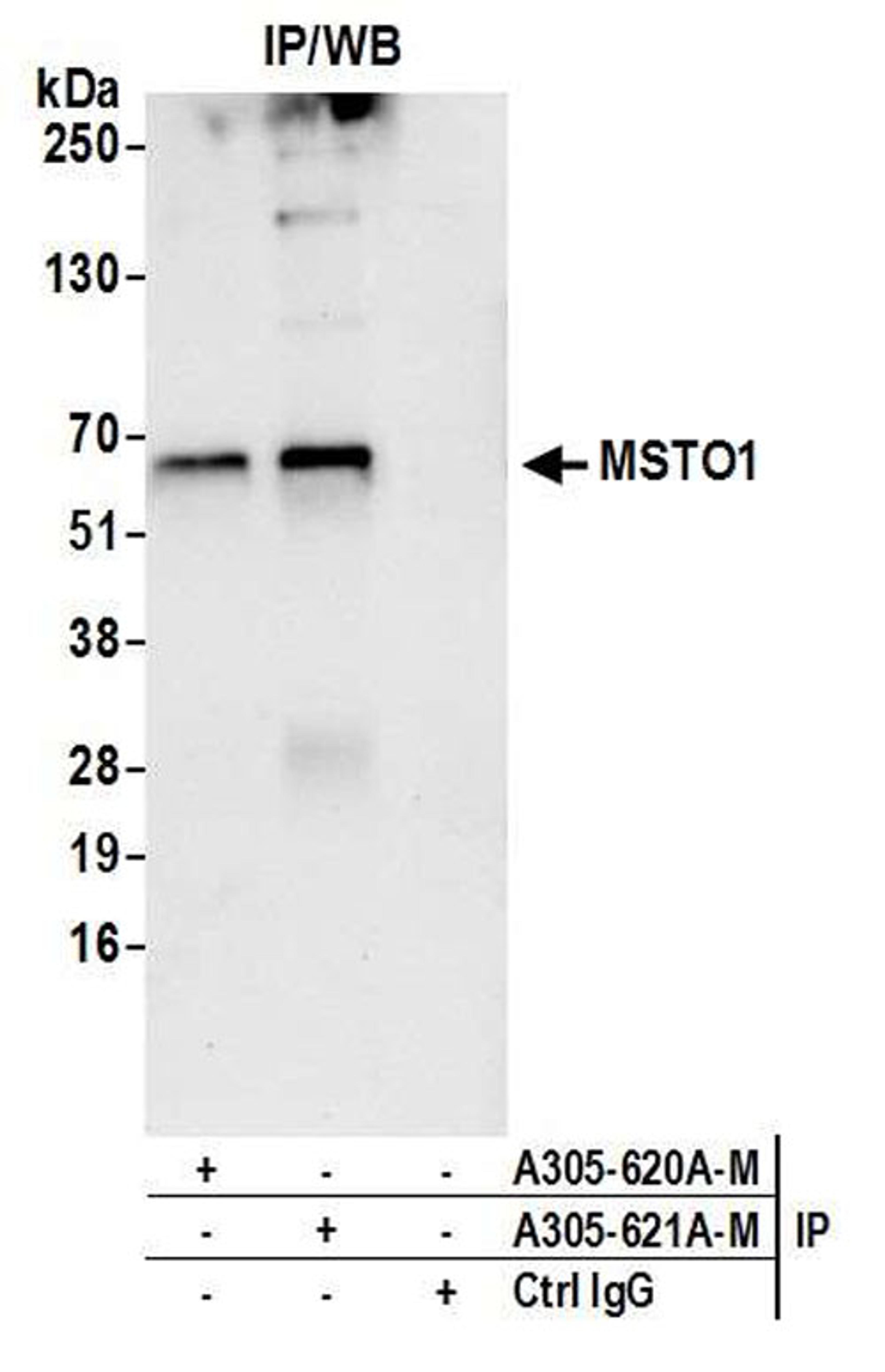 Detection of human MSTO1 by WB of IP.