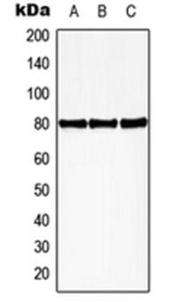 Western blot analysis of HEK293T PMA-treated (Lane 1), mouse spleen (Lane 2), rat spleen (Lane 3) whole cell lysates using HBP1 antibody