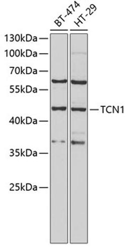 Western blot - TCN1 antibody (A6414)