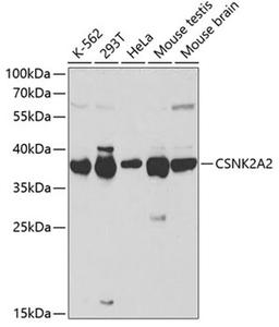 Western blot - CSNK2A2 antibody (A1616)