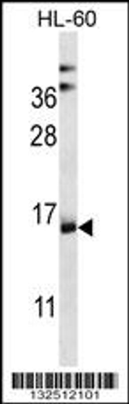 Western blot analysis in HL-60 cell line lysates (35ug/lane).