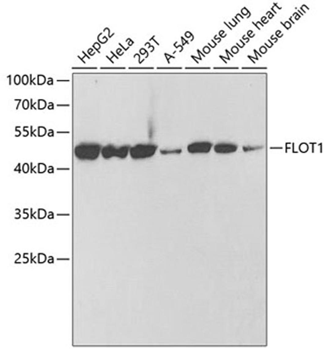 Western blot - FLOT1 antibody (A6220)