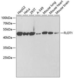 Western blot - FLOT1 antibody (A6220)