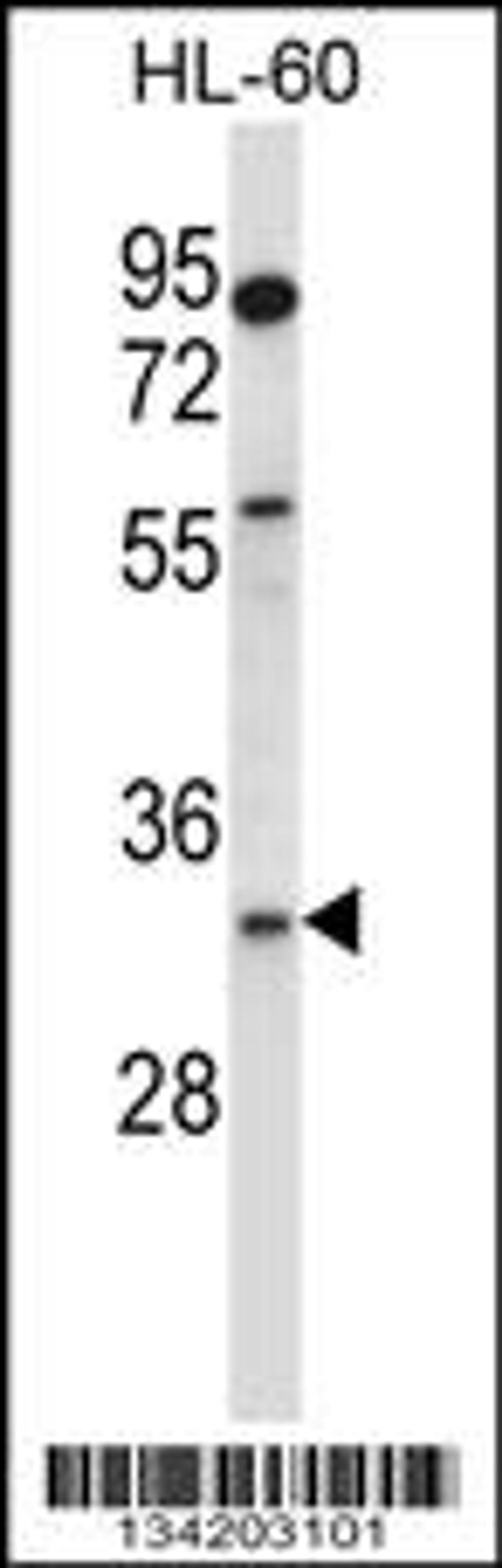 Western blot analysis in HL-60 cell line lysates (35ug/lane).