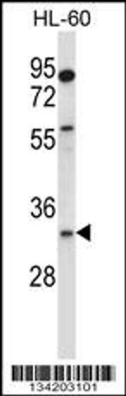 Western blot analysis in HL-60 cell line lysates (35ug/lane).