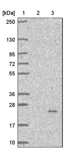 Western Blot: PIGH Antibody [NBP1-83342] - Lane 1: Marker [kDa] 250, 130, 95, 72, 55, 36, 28, 17, 10<br/>Lane 2: Negative control (vector only transfected HEK293T lysate)<br/>Lane 3: Over-expression lysate (Co-expressed with a C-terminal myc-DDK tag (~3.1 kDa) in mammalian HEK293T cells, LY417898)