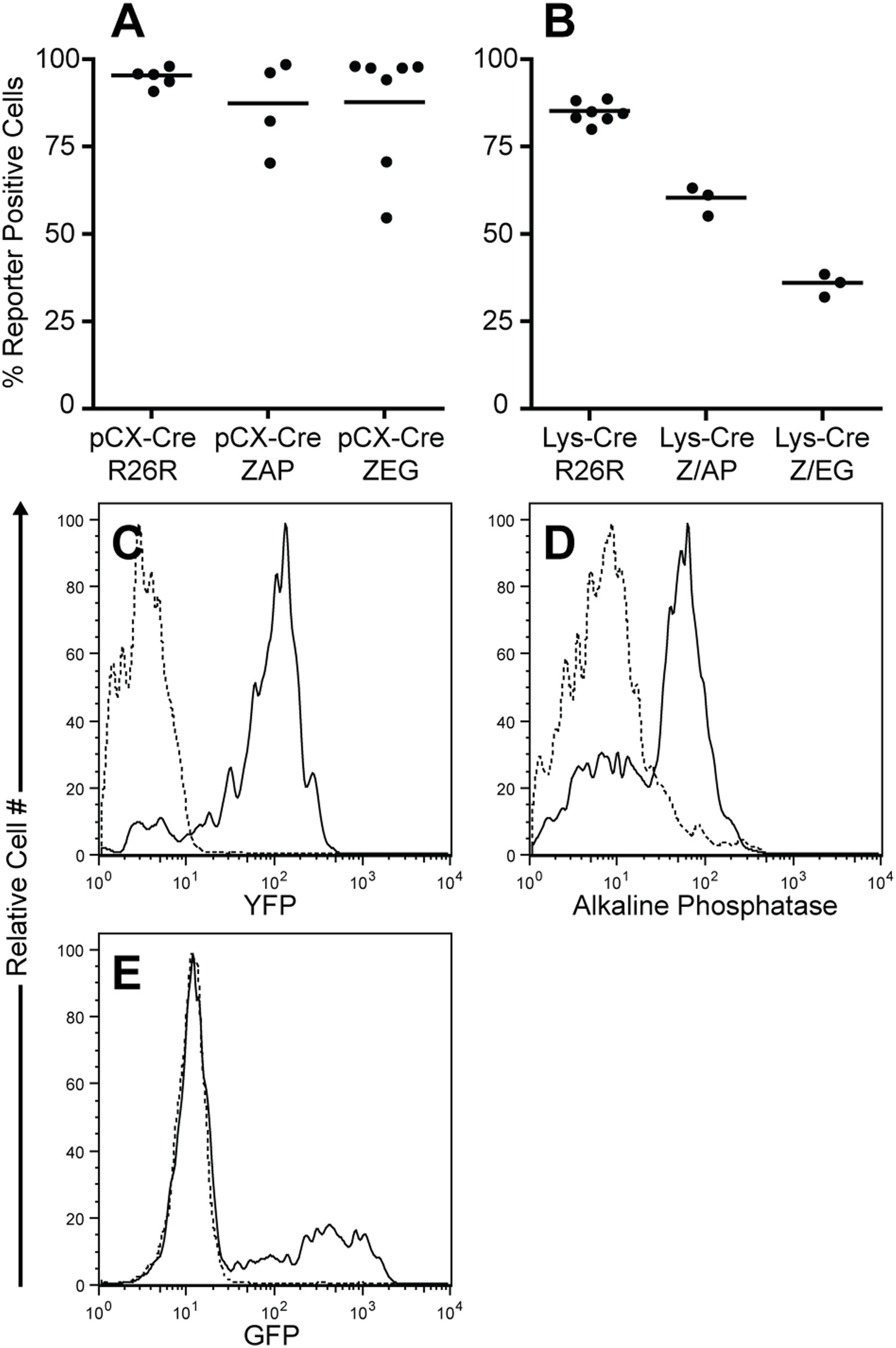 Mouse anti Human placental alkaline phosphatase antibody used to detect of PLAP reporter expression