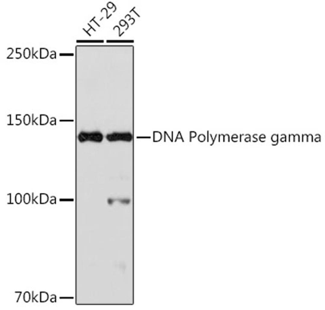 Western blot - DNA Polymerase gamma Rabbit mAb (A1323)