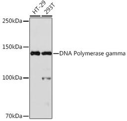 Western blot - DNA Polymerase gamma Rabbit mAb (A1323)