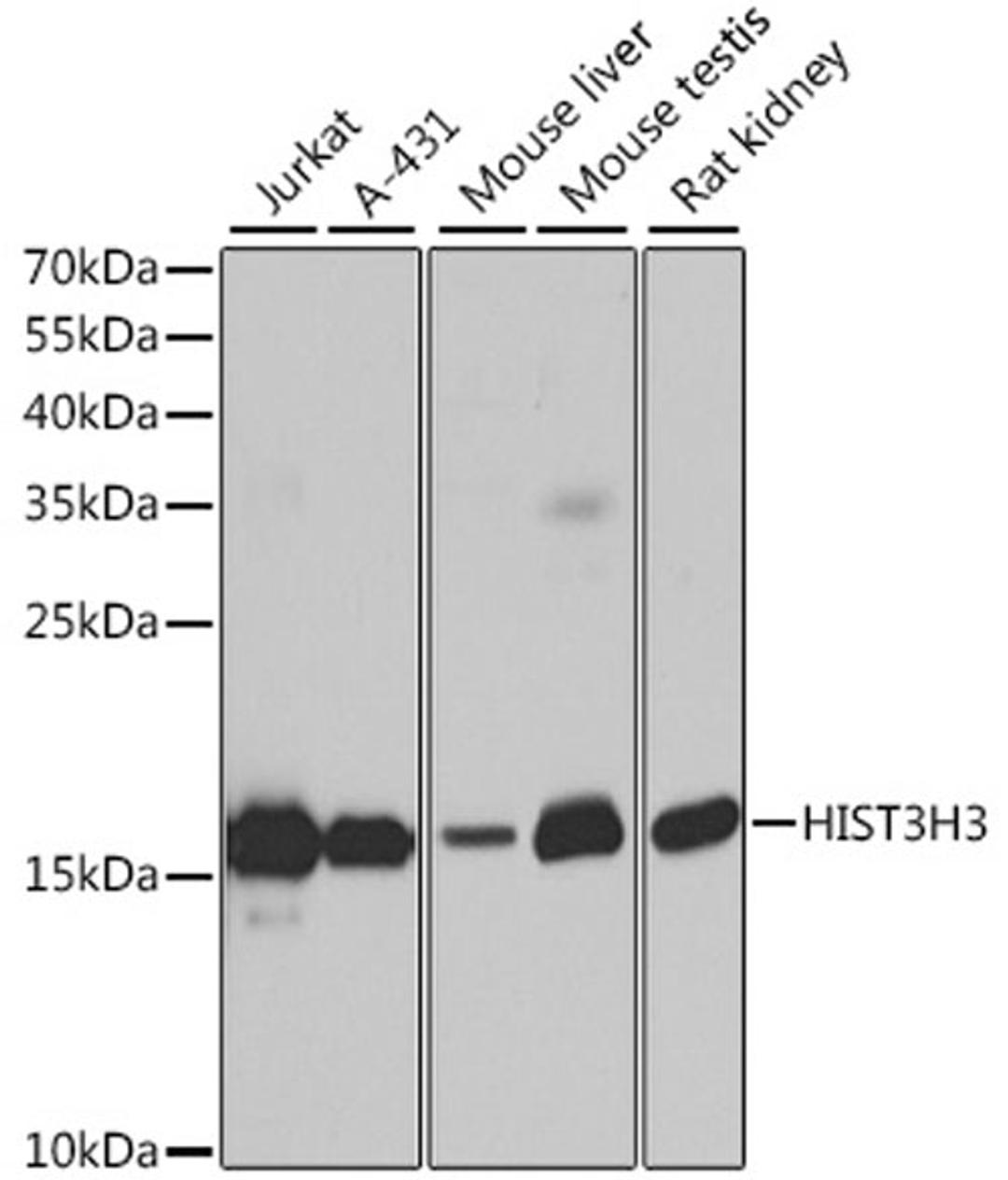 Western blot - HIST3H3 antibody (A2348)