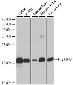 Western blot - HIST3H3 antibody (A2348)