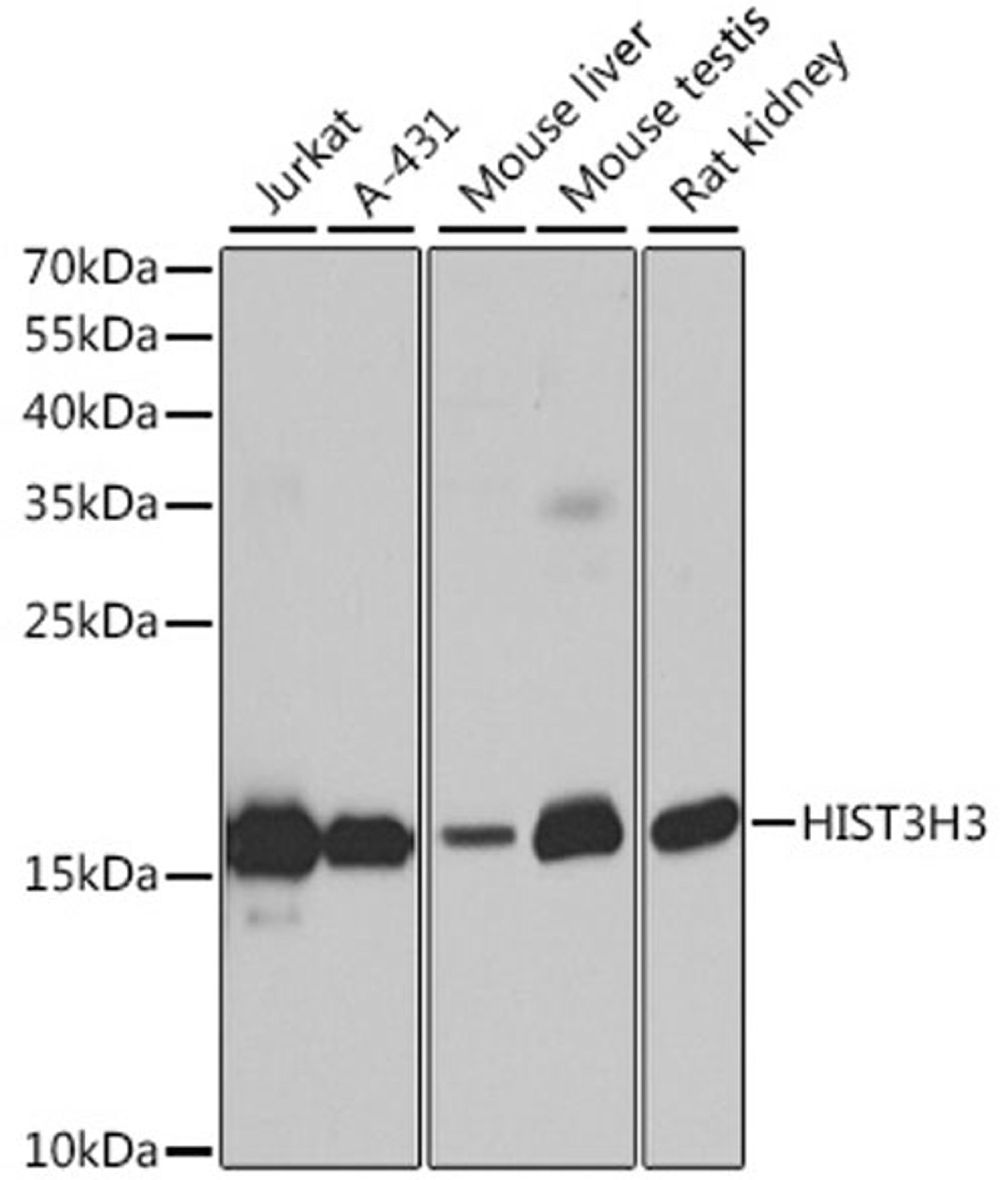 Western blot - HIST3H3 antibody (A2348)