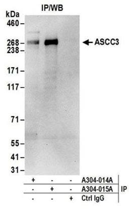 Detection of human ASCC3 by western blot of immunoprecipitates.