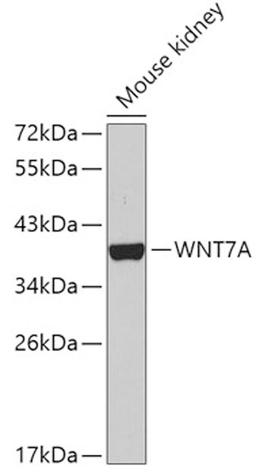 Western blot - WNT7A antibody (A5425)