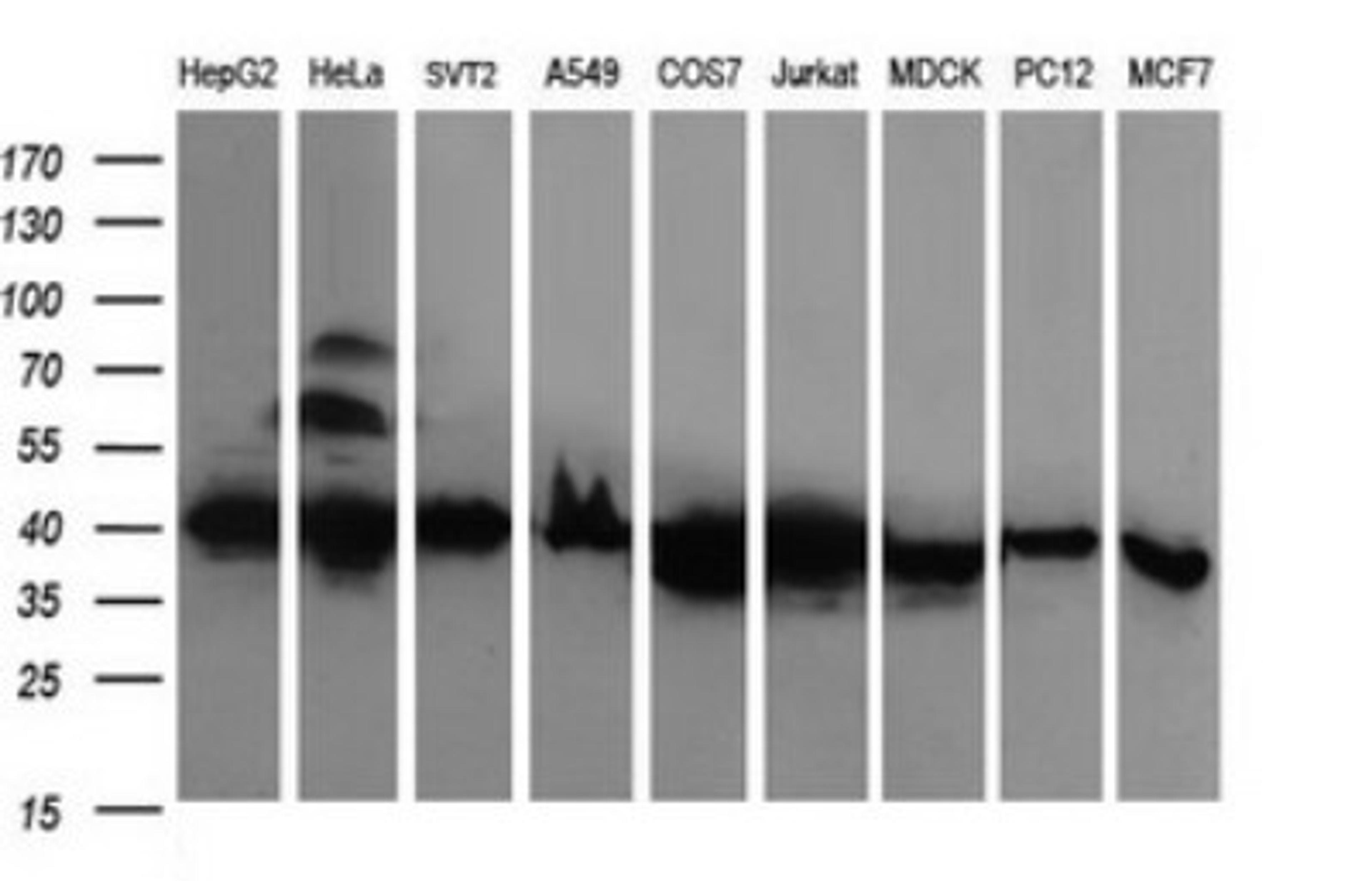 Western Blot: RFC4 Antibody (1A8) [NBP2-45946] - Analysis of extracts (35ug) from 9 different cell lines by using RFC4 monoclonal antibody (HepG2: human; HeLa: human; SVT2: mouse; A549: human; COS7: monkey; Jurkat: human; MDCK: canine; PC12: rat; MCF7: human).