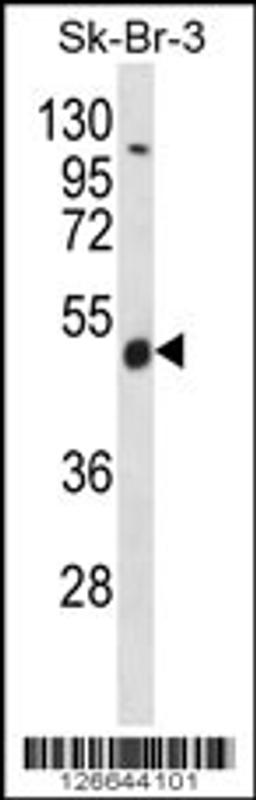 Western blot analysis in SK-BR-3 cell line lysates (35ug/lane).