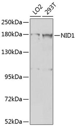 Western blot - NID1 antibody (A8349)