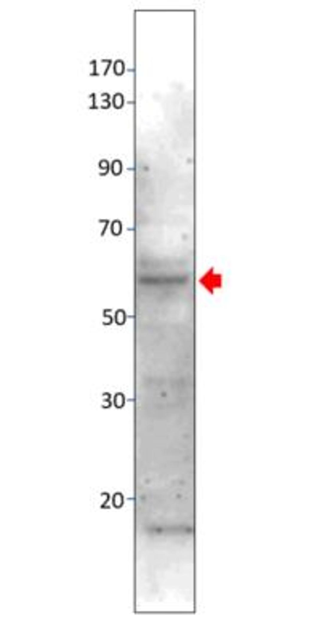 Western Blot: MAP3K8/Tpl2/COT Antibody [NBP1-62178] - 50-60 ug of rat midbrain protein. Primary antibody is diluted with 1:500 in DiluOBuffer. Apparent MW of MAP3K8 is 57 KDa.