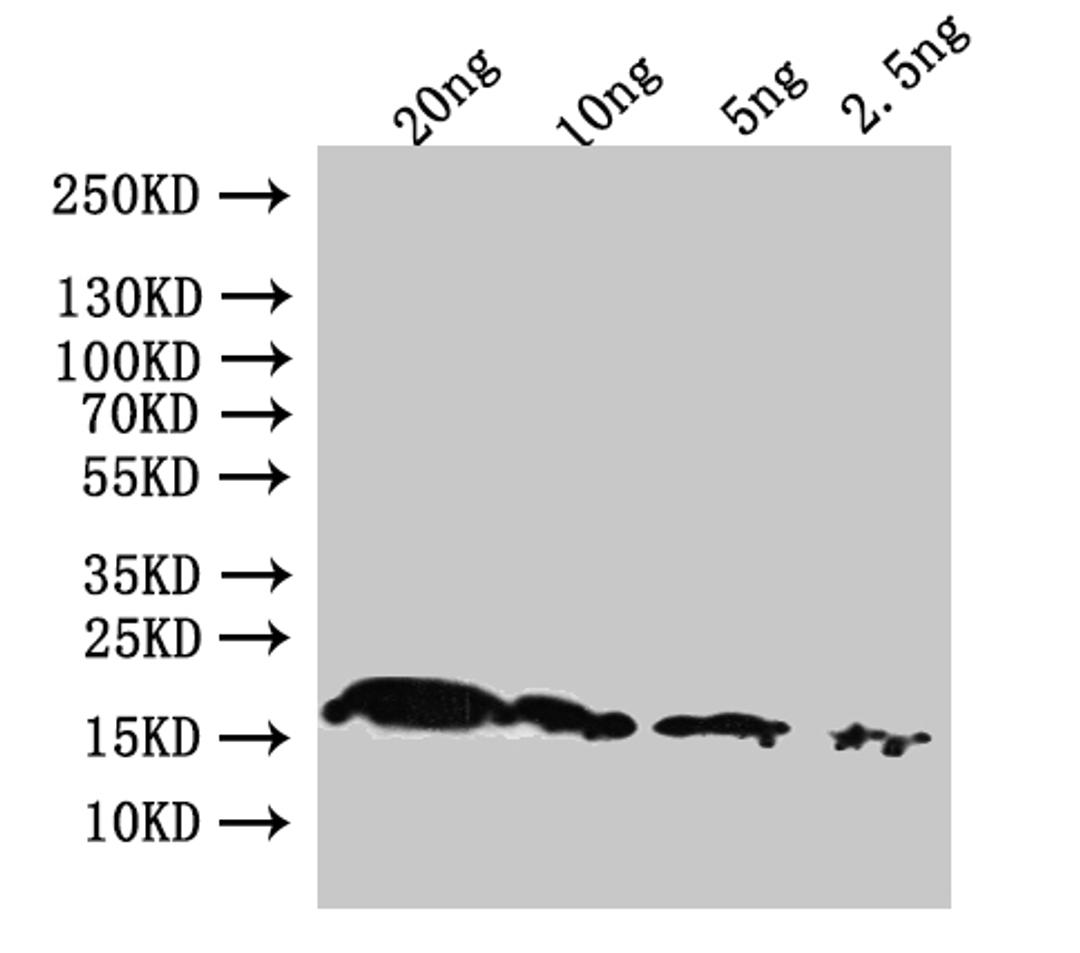 Western Blot. Positive WB detected in: recombinant protein. All lanes:pagP Antibody at 1:1000. Secondary. Goat polyclonal to rabbit IgG at 1/50000 dilution. Predicted band size: 21.3 kDa. Observed band size: 19 kDa.