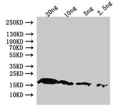 Western Blot. Positive WB detected in: recombinant protein. All lanes:pagP Antibody at 1:1000. Secondary. Goat polyclonal to rabbit IgG at 1/50000 dilution. Predicted band size: 21.3 kDa. Observed band size: 19 kDa.