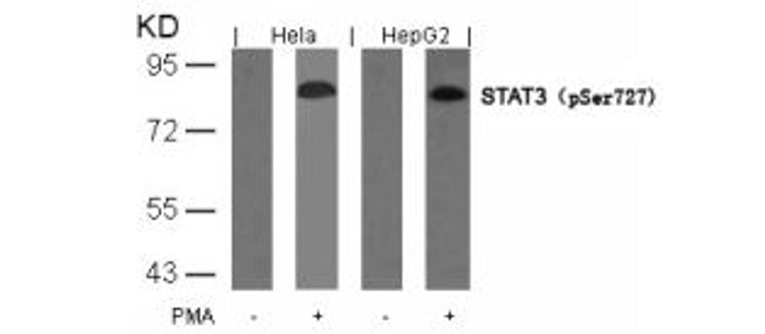 Western blot analysis of lysed extracts from HeLa and HepG2 cells untreated or treated with PMA using STAT3 (Phospho-Ser727).