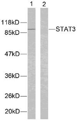 Western blot analysis of lysed extracts from HeLa cells using STAT3 (Ab-705).