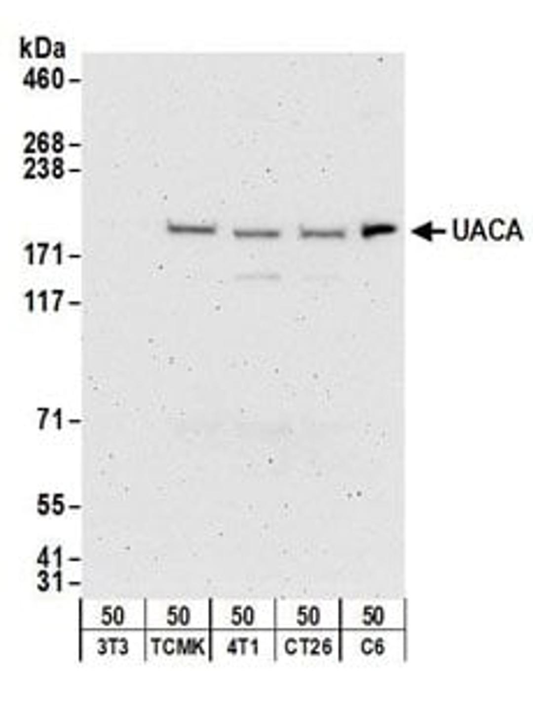 Detection of mouse and rat UACA by western blot.