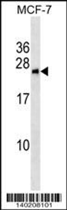 Western blot analysis in MCF-7 cell line lysates (35ug/lane).