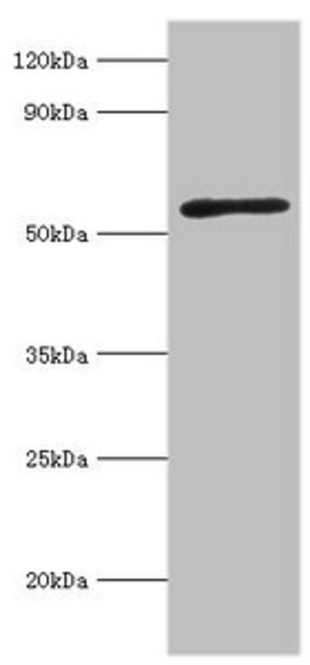 Western blot. All lanes: Activin receptor type-2A antibody at 3ug/ml + Mouse brain tissue. Secondary. Goat polyclonal to rabbit IgG at 1/10000 dilution. Predicted band size: 58, 46 kDa. Observed band size: 58 kDa.