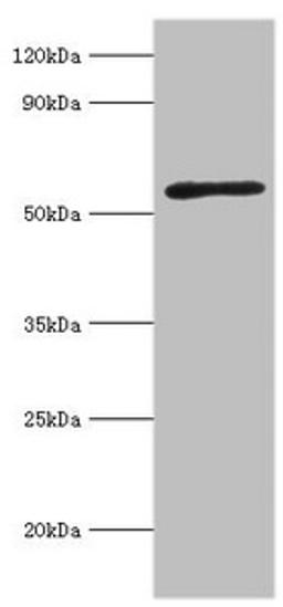 Western blot. All lanes: Activin receptor type-2A antibody at 3ug/ml + Mouse brain tissue. Secondary. Goat polyclonal to rabbit IgG at 1/10000 dilution. Predicted band size: 58, 46 kDa. Observed band size: 58 kDa.