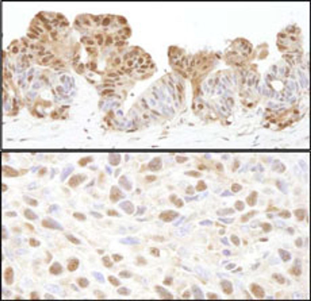 Detection of human and mouse VCP by immunohistochemistry.