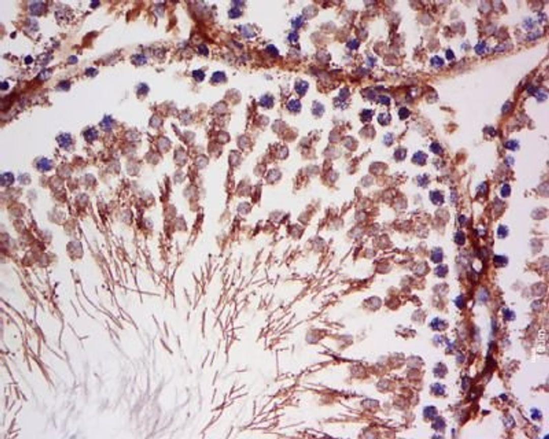 Immunohistochemical staining of rat testis tissue using ATPIF1 antibody.