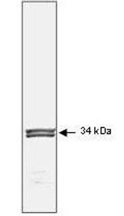 Western blot analysis of HeLa whole cell lysate is loaded per lane using Cdc2 P34 antibody