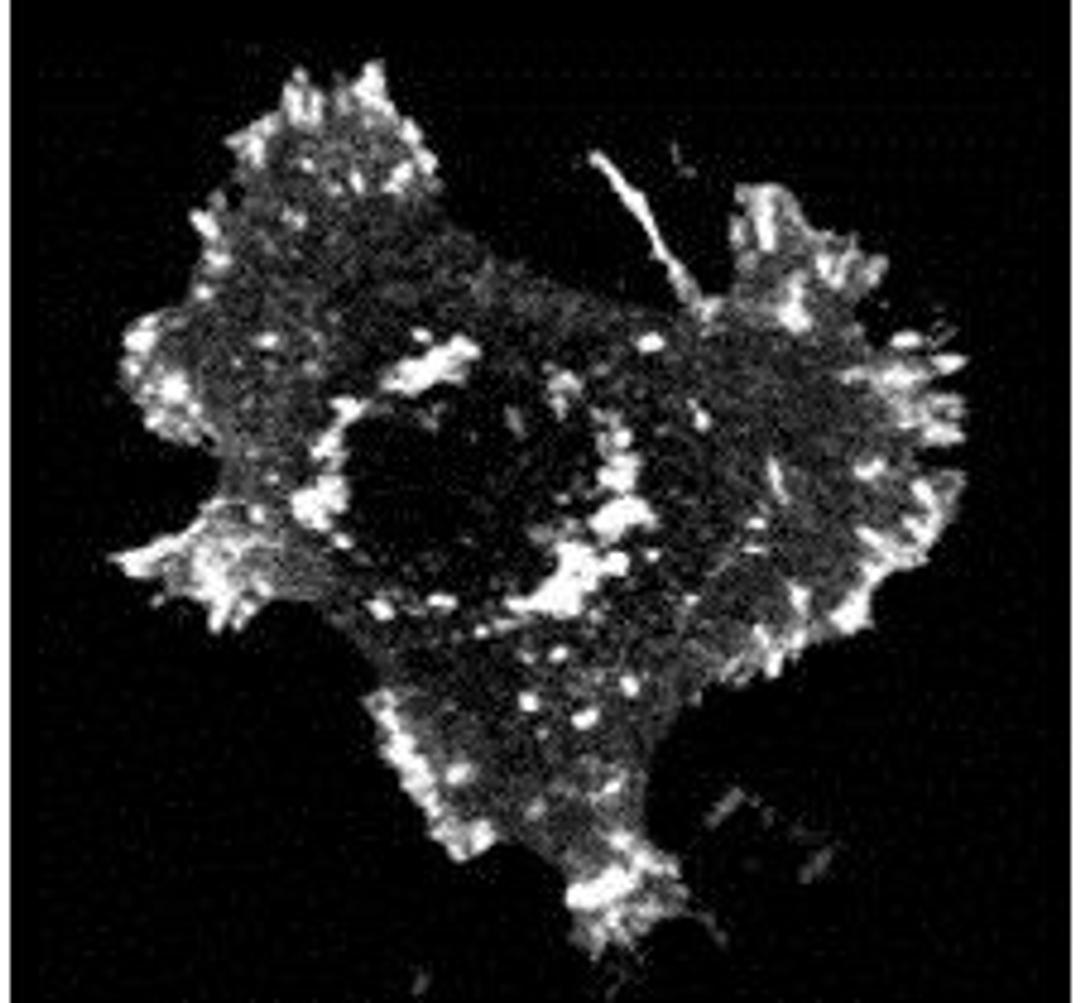 Immunofluorescence analysis of mouse NIH3T3 cells transfected lysates using ASAP1 (phospho-Y782) antibody