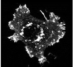 Immunofluorescence analysis of mouse NIH3T3 cells transfected lysates using ASAP1 (phospho-Y782) antibody