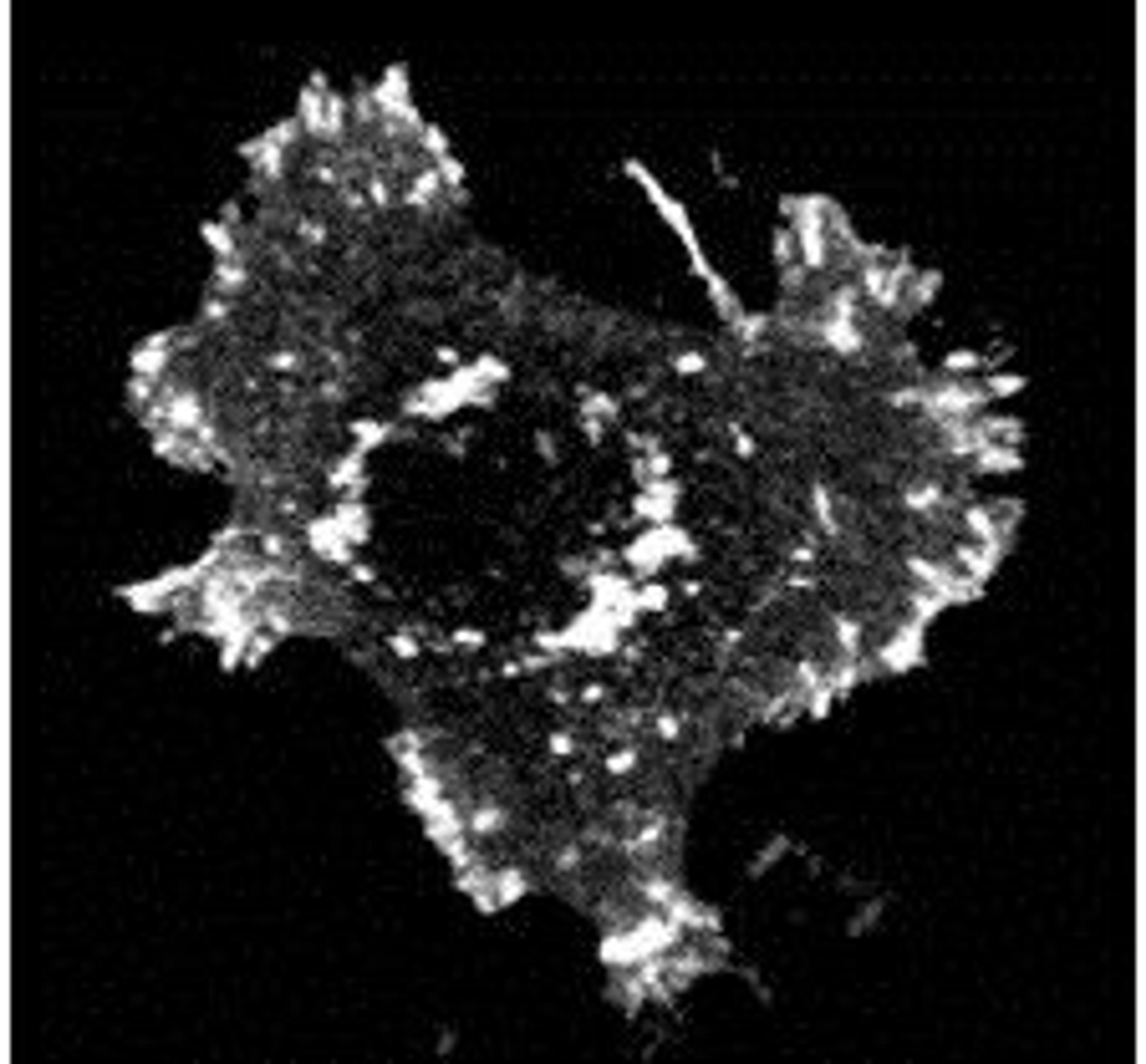 Immunofluorescence analysis of mouse NIH3T3 cells transfected lysates using ASAP1 (phospho-Y782) antibody