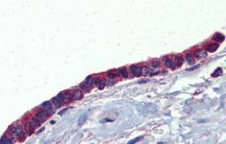 Immunohistochemistry-Paraffin: PLUNC Antibody [NBP1-58979] - Human Lung, respiratory epethelium, 5.0ug/ml.