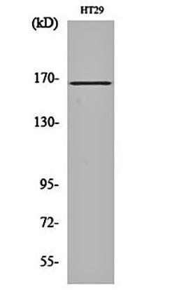 Western blot analysis of HT29 cell lysates using FANCD2 antibody