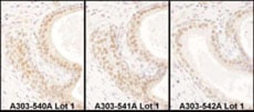 Detection of human USF2 by immunohistochemistry.