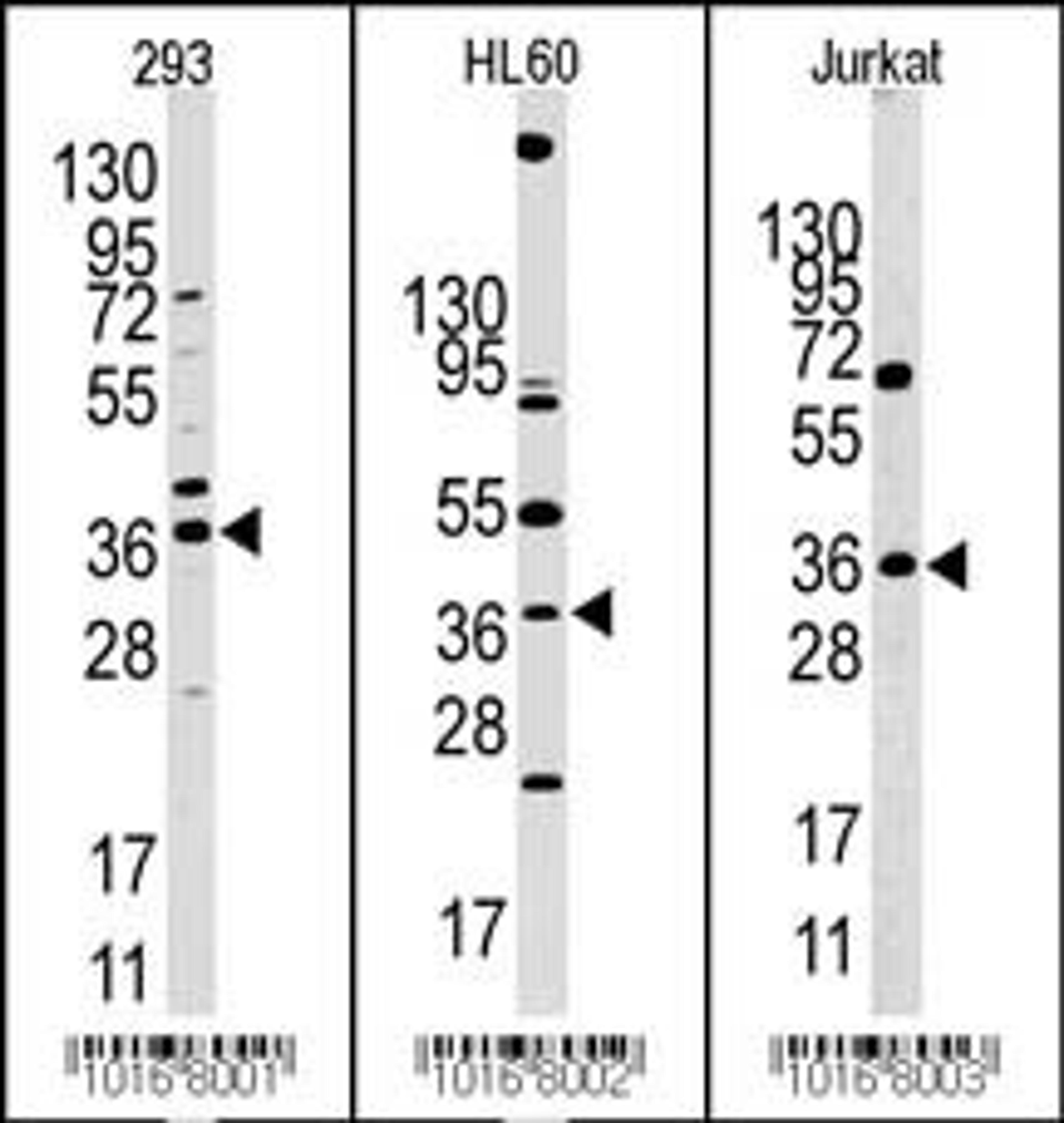 Western blot analysis of anti-HIF1AN Pab in 293, HL60 and Jurkat cell line lysates