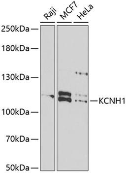 Western blot - KCNH1 antibody (A6636)