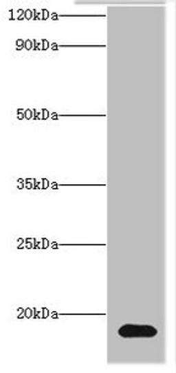 Western blot. All lanes: Histone H3.3 antibody at 2ug/ml + Hela whole cell lysate. Secondary. Goat polyclonal to rabbit IgG at 1/10000 dilution. Predicted band size: 15 kDa. Observed band size: 15 kDa. 
