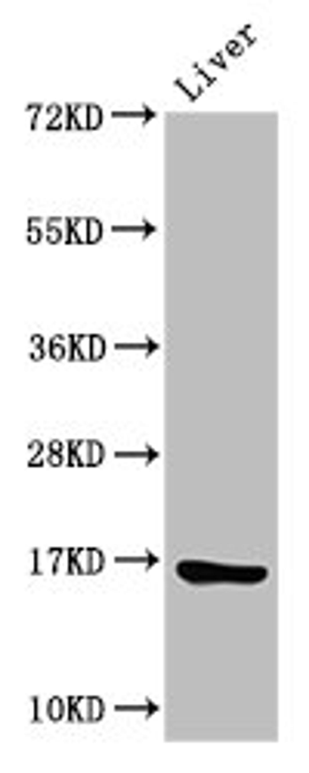 Western Blot. Positive WB detected in: Rat liver tissue. All lanes: HIST1H3A antibody at 2µg/ml. Secondary. Goat polyclonal to rabbit IgG at 1/50000 dilution. Predicted band size: 16 kDa. Observed band size: 16 kDa