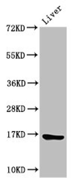 Western Blot. Positive WB detected in: Rat liver tissue. All lanes: HIST1H3A antibody at 2µg/ml. Secondary. Goat polyclonal to rabbit IgG at 1/50000 dilution. Predicted band size: 16 kDa. Observed band size: 16 kDa
