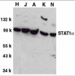 Western blot analysis of STAT1 alpha in whole cell lysates from HeLa (H), Jurkat (J), A431 (A), K562 (K), and NIH3T3 (N) cells, with STAT1a antibody at 1 &#956;g/mL.