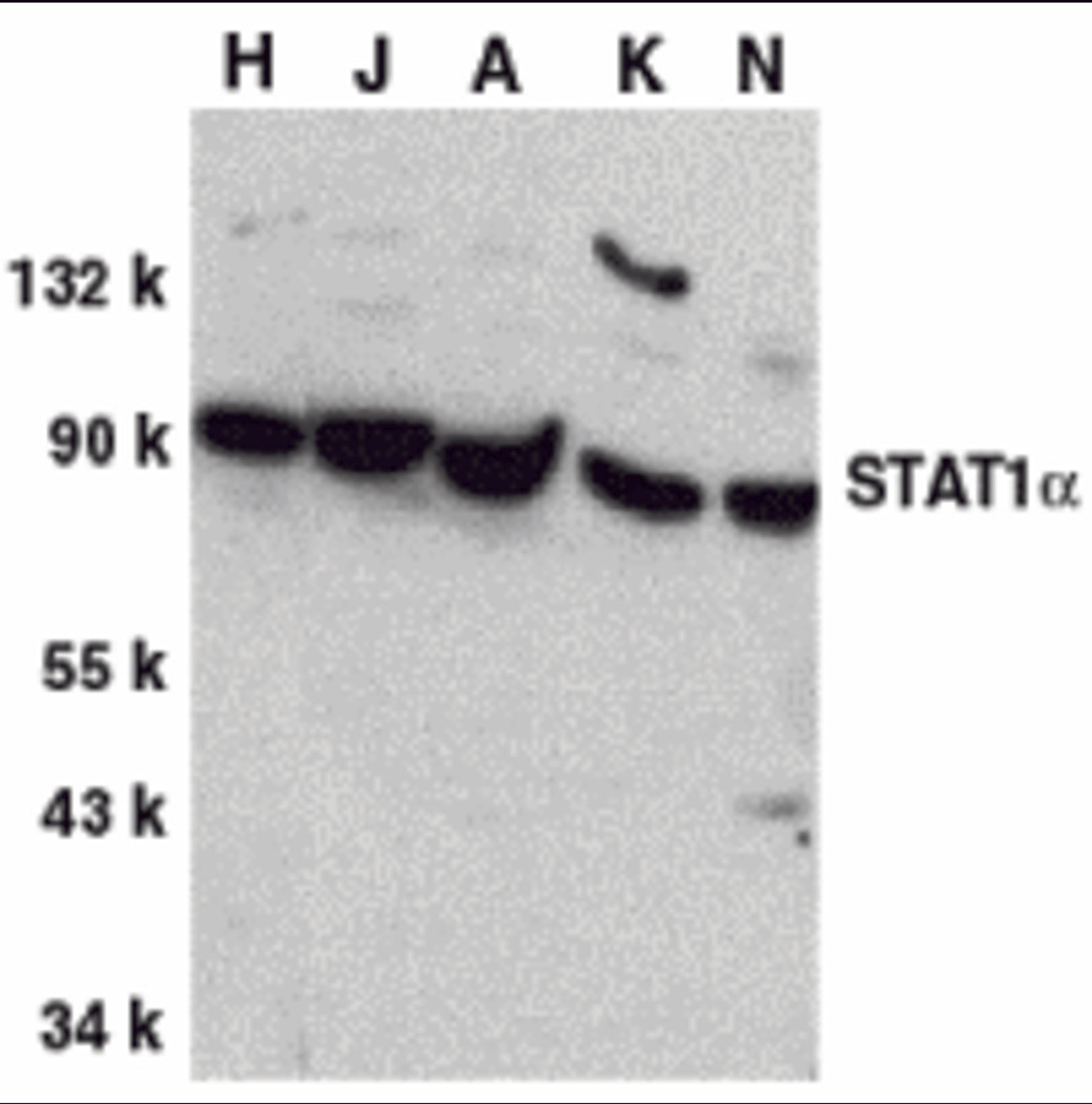 Western blot analysis of STAT1 alpha in whole cell lysates from HeLa (H), Jurkat (J), A431 (A), K562 (K), and NIH3T3 (N) cells, with STAT1a antibody at 1 &#956;g/mL.