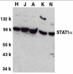 Western blot analysis of STAT1 alpha in whole cell lysates from HeLa (H), Jurkat (J), A431 (A), K562 (K), and NIH3T3 (N) cells, with STAT1a antibody at 1 μg/mL.