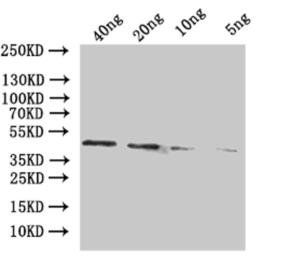 Western Blot. Positive WB detected in: recombinant protein. All lanes:adhE Antibody at 1:1000. Secondary. Goat polyclonal to rabbit IgG at 1/50000 dilution. Predicted band size: 45 kDa. Observed band size: 45 kDa.
