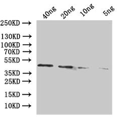 Western Blot. Positive WB detected in: recombinant protein. All lanes:adhE Antibody at 1:1000. Secondary. Goat polyclonal to rabbit IgG at 1/50000 dilution. Predicted band size: 45 kDa. Observed band size: 45 kDa.